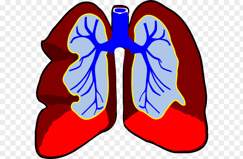 Small Lungs Cliparts Lung Breathing Clip Art PNG