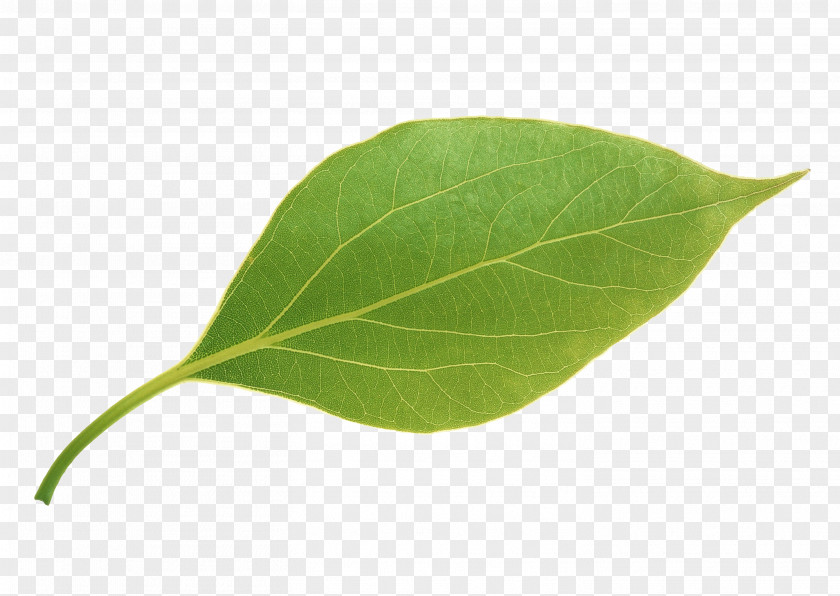 Apple Leaves,Apple Leaves Leaf PNG