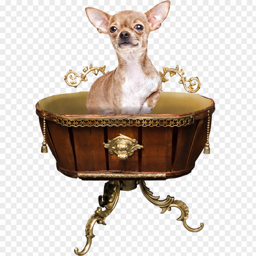 Cat Chihuahua Dog Breed Table Companion PNG