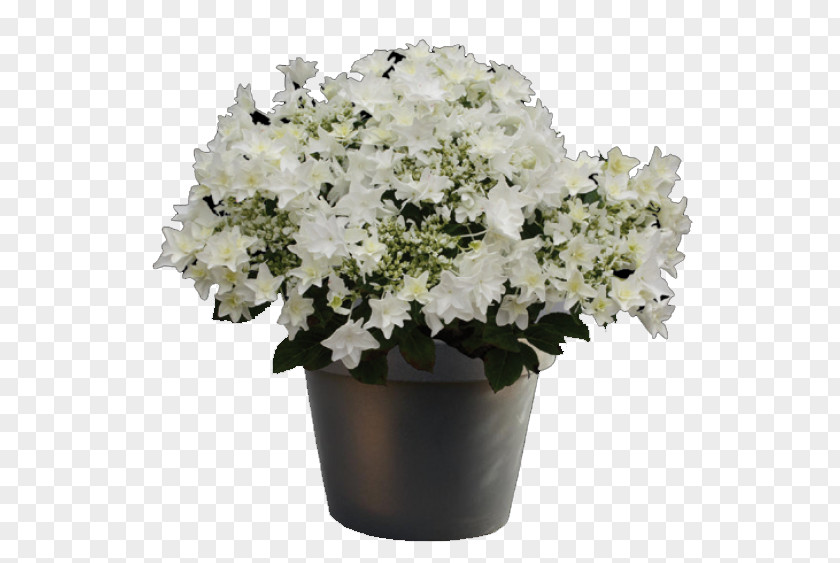 Hydrangea Plant White Cut Flowers Cook's Garden Centre PNG