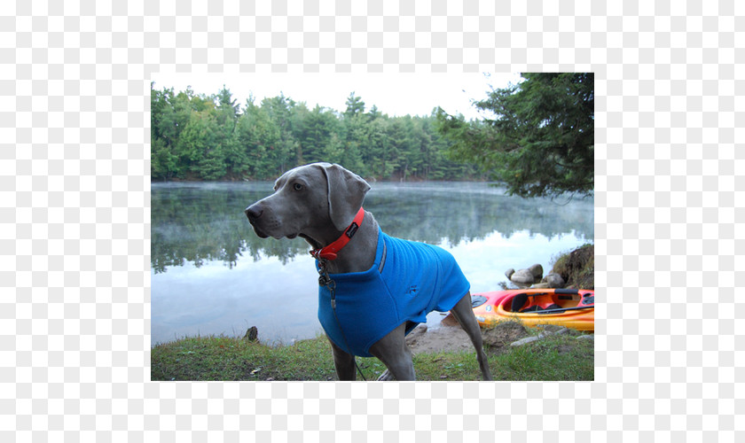 Jacket Weimaraner Labrador Retriever Vizsla Border Collie Dog Breed PNG