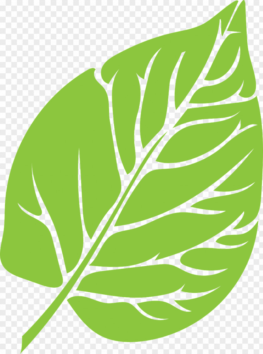 Leaf Download PNG