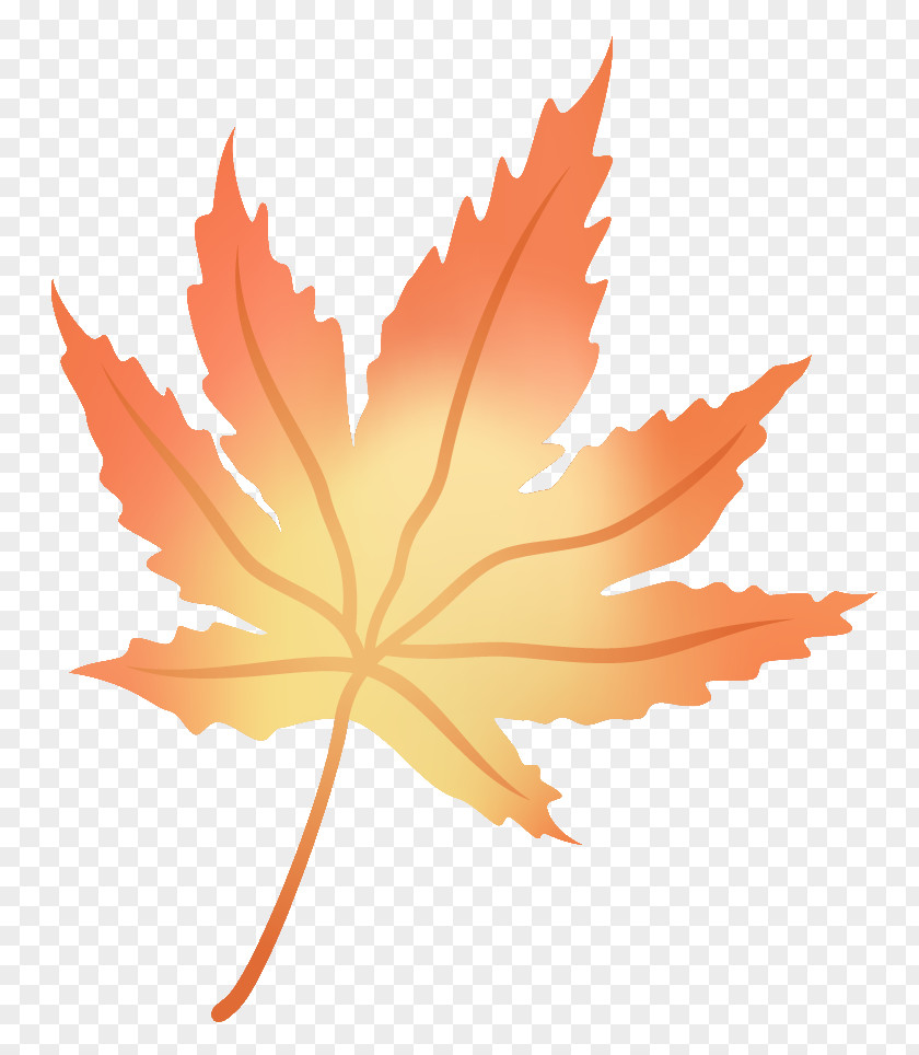 Leaf Maple Flower PNG