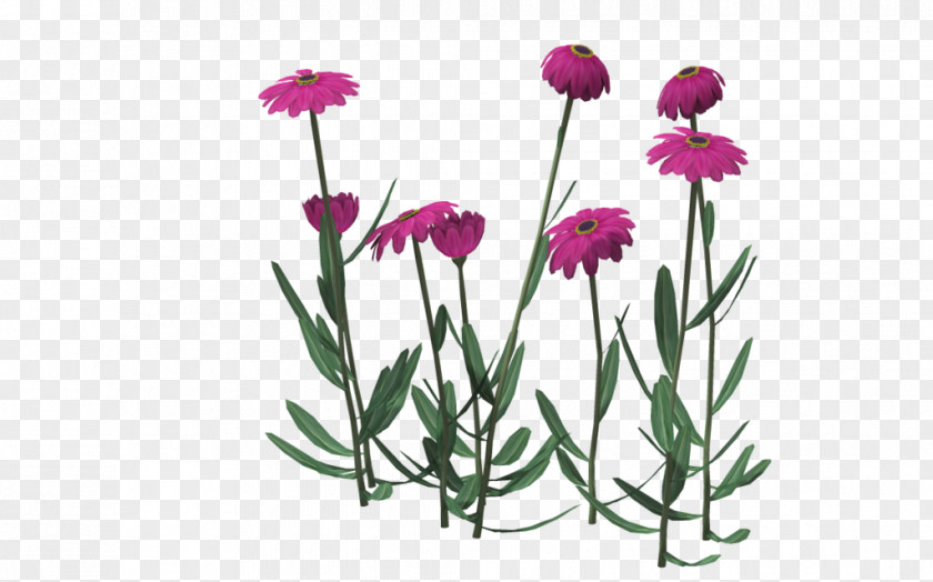 Pink Chrysanthemum Indicum Cut Flowers PNG
