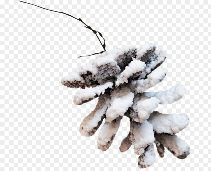 Snow Winter Fir Pine Spruce Branch PNG