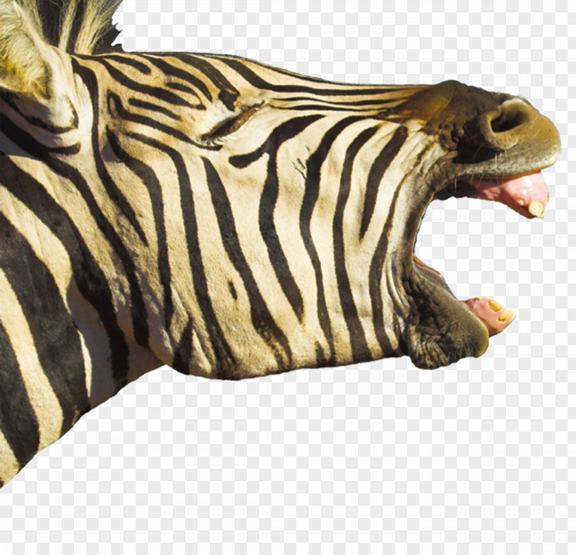 Zebra Head Horse Foal Hippopotamus Yawn PNG