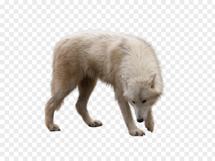 ANIMAl Dog Arctic Wolf Fox PNG