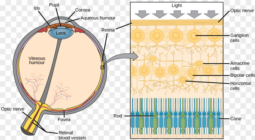 Line Organism PNG