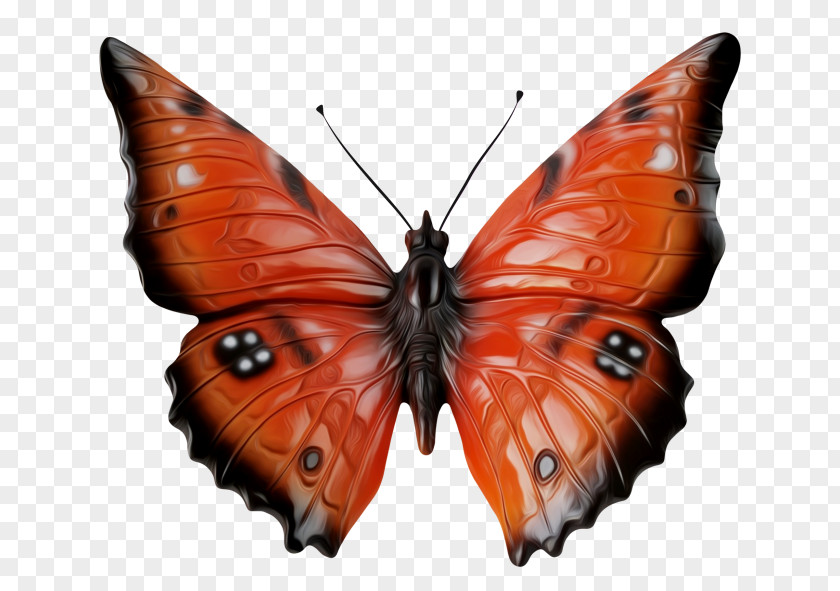 Butterfly Monarch Pieridae Lycaenidae Nymphalidae PNG