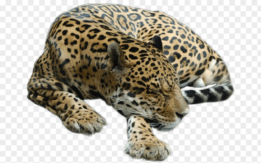 Cheetah Tiger Leopard Jaguar Lion PNG