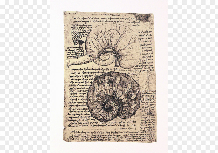 Da Vinci Drawing Of The Uterus A Pregnant Cow Human Anatomy Pavia Dissection PNG