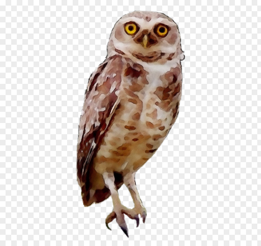 Falconiformes Wildlife Owl Bird Of Prey Barn Beak PNG