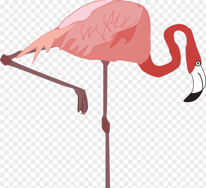 Flamingo Vertebrate Water Bird Drawing PNG