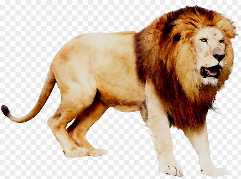 Lion Big Cat Terrestrial Animal Fur PNG