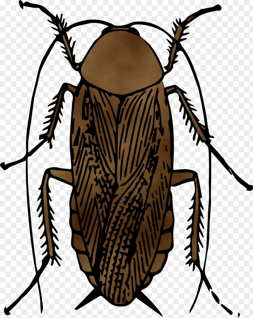Oriental Cockroach Wildlife Elephant Cartoon PNG