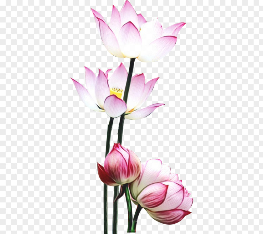 Pink Sacred Lotus PNG