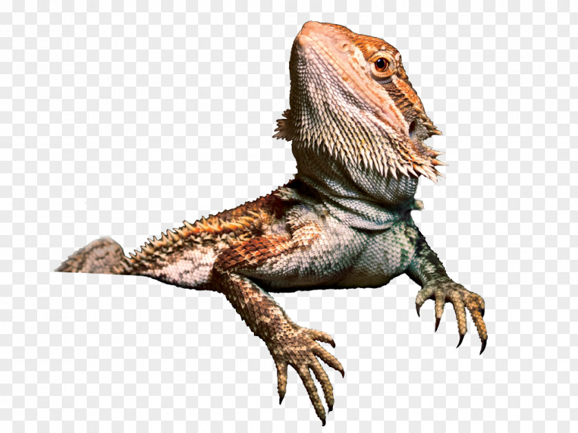 Bearded Dragon Transparent Image Agama Lizard Central PNG