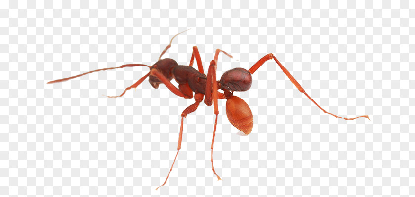 Beetle Army Ant Nymphister Kronaueri Weaver PNG
