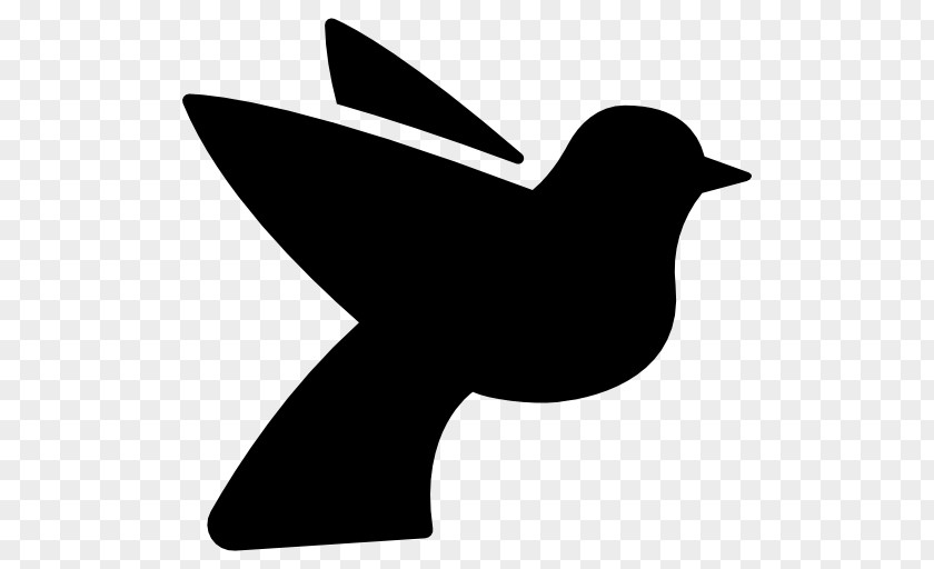 Bird Columbidae Domestic Pigeon Healy Chapel Clip Art PNG