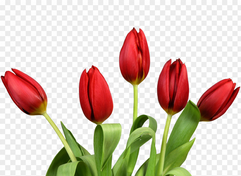 Bouquet Flowers Flower Tulip Wallpaper PNG