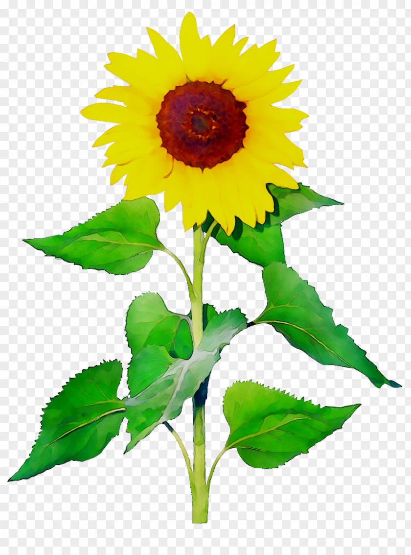 Common Sunflower Seed Plant Stem Plants PNG