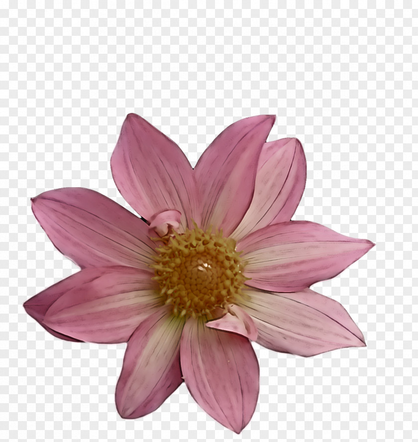 Dahlia Flower Petal Plants Science PNG