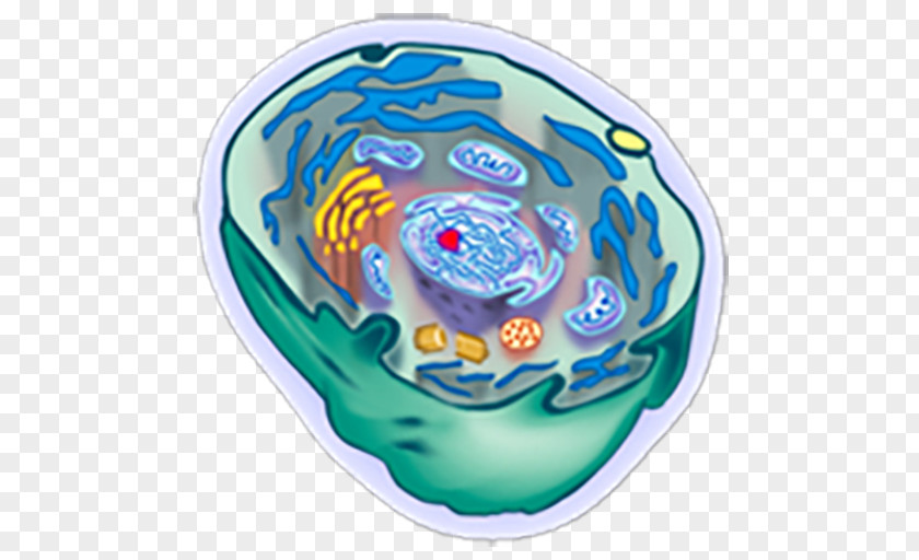 Organism Cèl·lula Animal Cell PNG