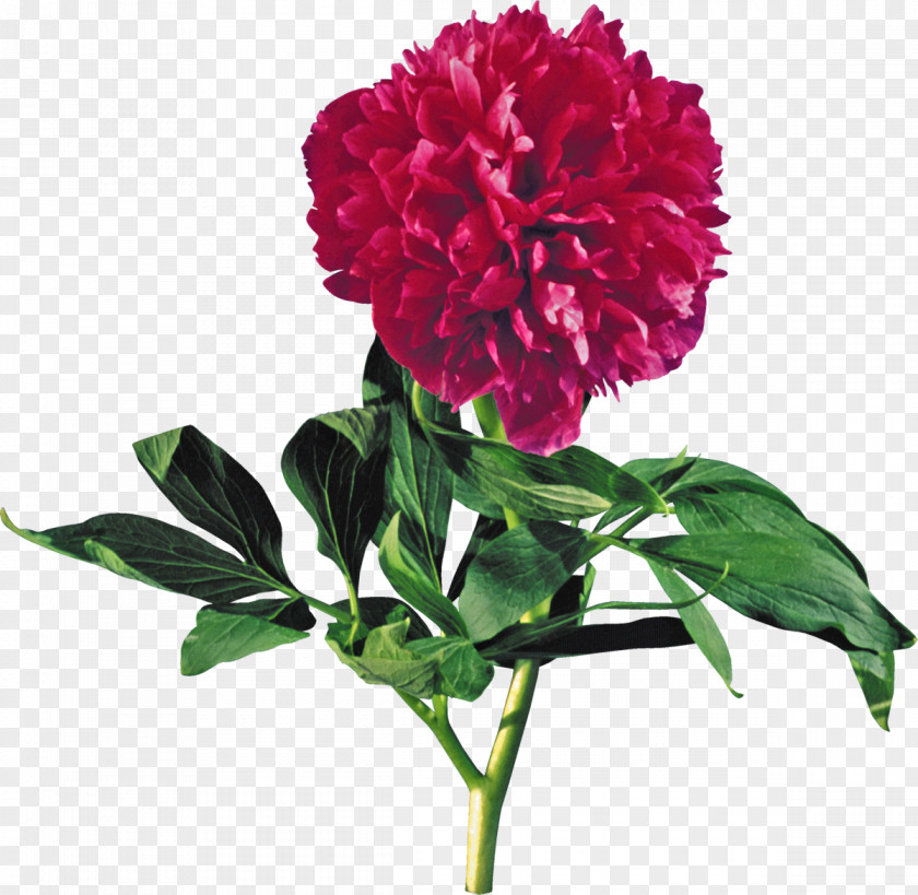 Peony Moutan Flower Red Clip Art PNG