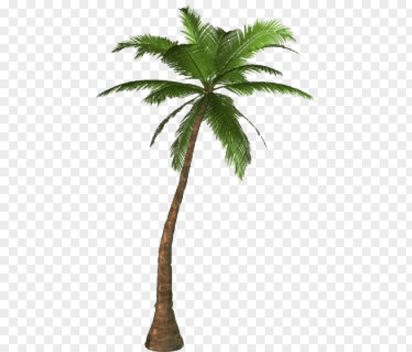 Tree Arecaceae Clip Art PNG