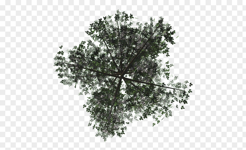 Tree Texture Mapping Rendering Alpha Compositing PNG