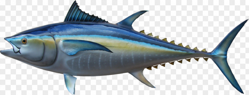 Tuna Steak Thunnus Swordfish Mackerel Oily Fish Milkfish PNG