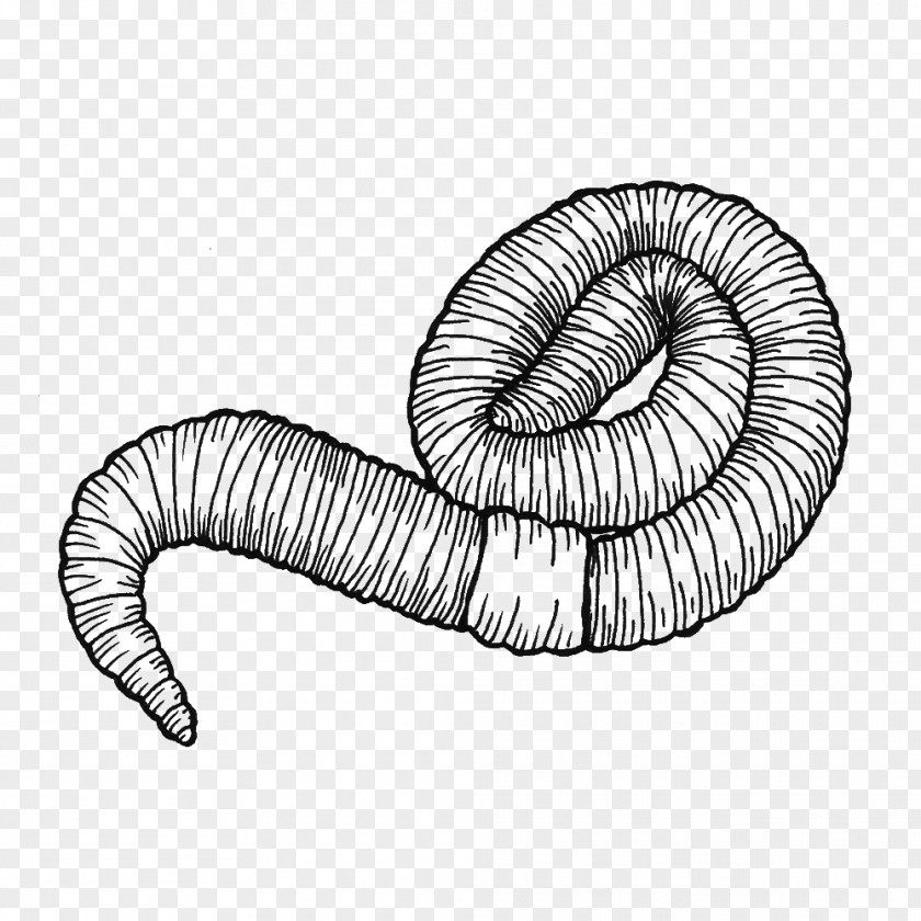 Ver De Terre Earthworm Drawing Line Art Clip PNG