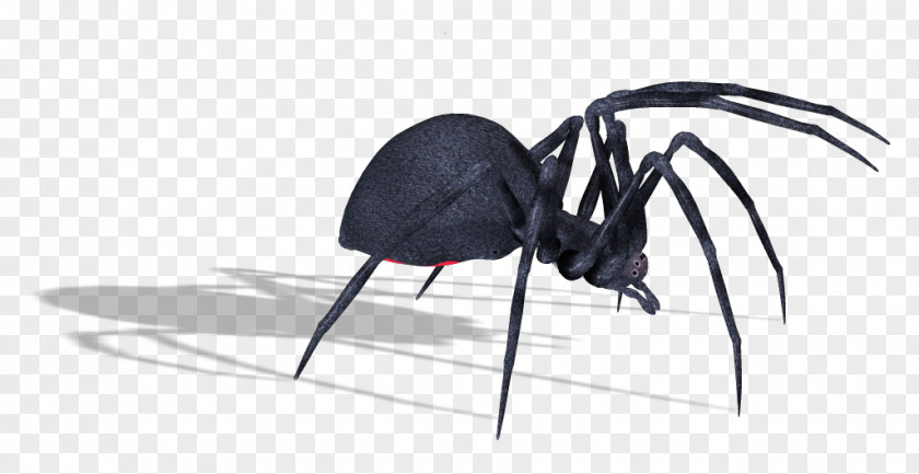 Black Widow Spider Download PNG