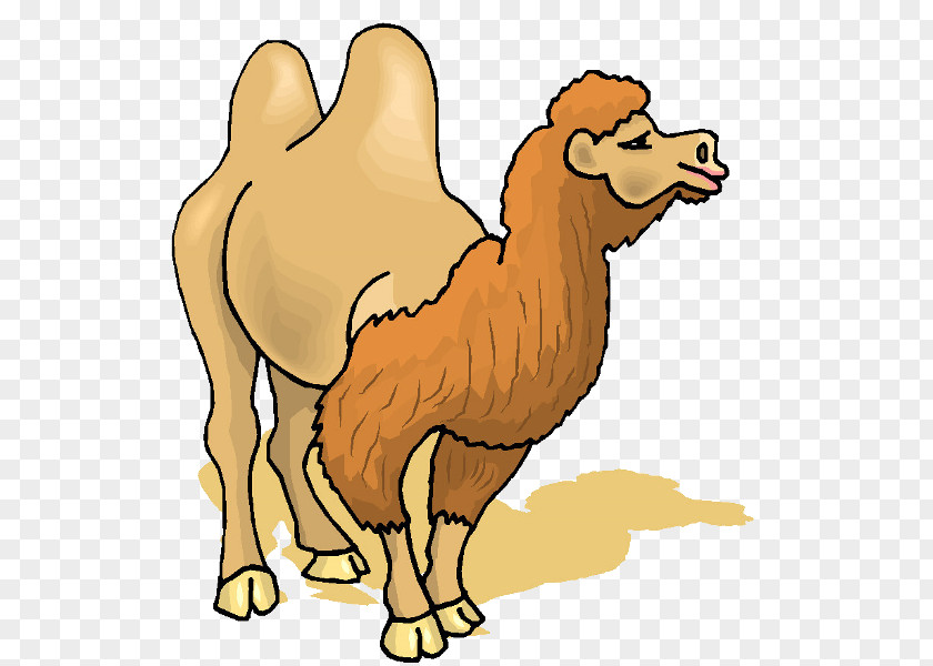 Camel Clipart Bactrian Clip Art PNG