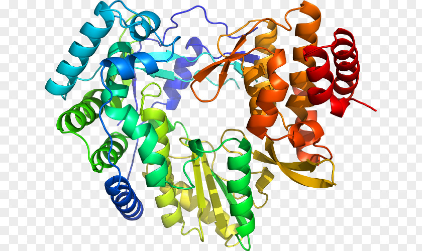 CAPN1 Calpain-1 Protein PSEN2 PNG