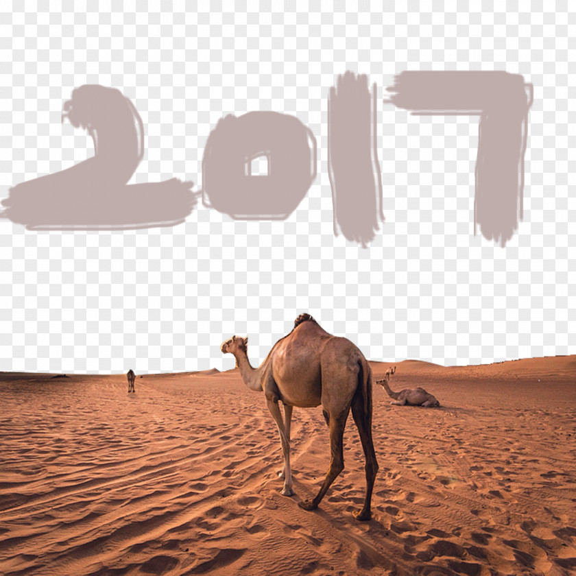 Desert Camel Avoid Drawing Material Dromedary Sahara Gobi Erg PNG