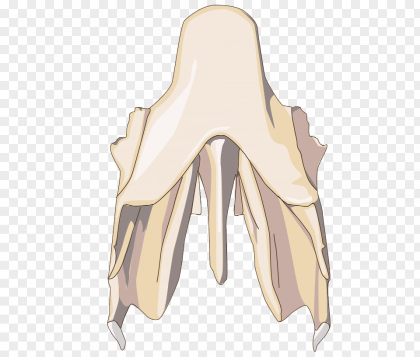 Langerhans Cell Thumb Shoulder Hip Bone PNG