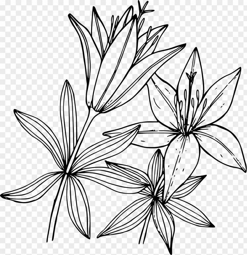 Lily Lilium Flower Line Art Drawing PNG