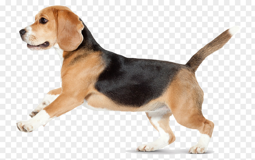 Puppy Beagle-Harrier English Foxhound American PNG