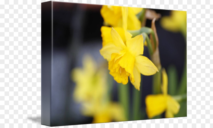 Yellow And Gray Narcissus Wildflower PNG