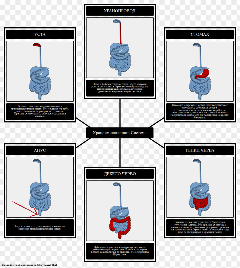 Gotas De Agua Digestion Human Digestive System Small Intestine Anatomy Diagram PNG