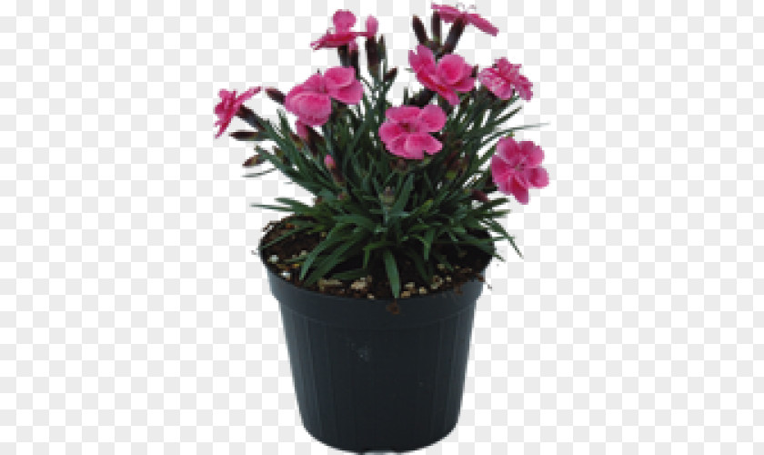 Pink M Flowerpot Cut Flowers Houseplant PNG