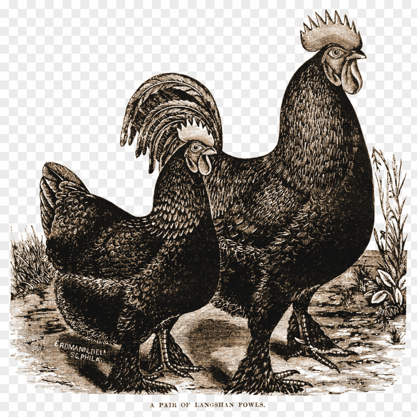 Rooster Croad Langshan The Vintage Recipe Turkey PNG
