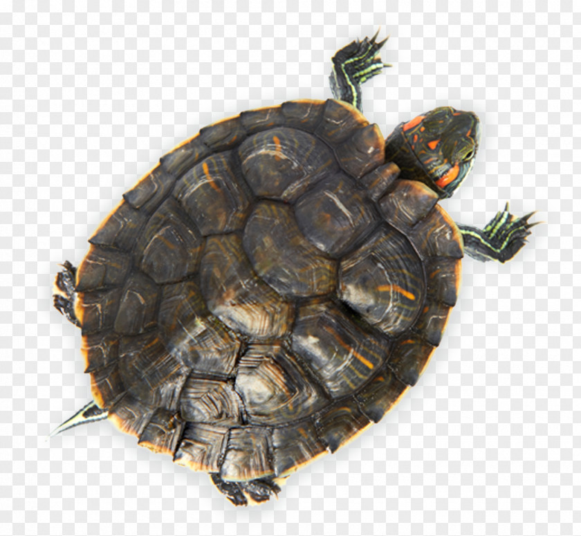 Turtle Box Turtles Tortoise Red-eared Slider Stock Photography PNG