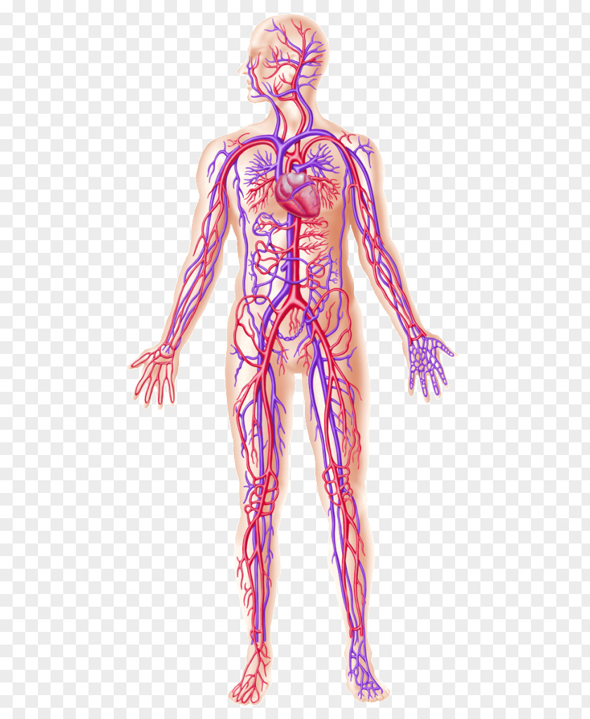 Weight Loss Exercise Human Body Anatomy Blood Vessel Circulatory System PNG