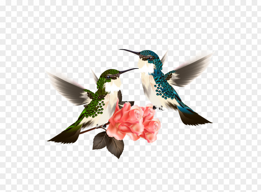 Flowers Hummingbird Flower Illustration PNG