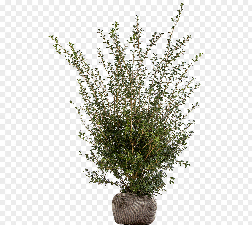 Mid Osmanthus Flowerpot Burkwood Heterophyllus Shrub Evergreen PNG