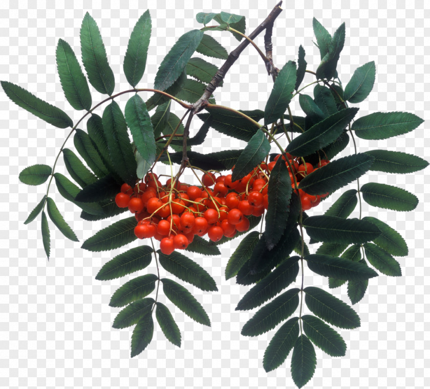 Rural Rowan Sorbitol Berry Clip Art PNG