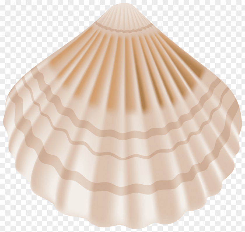 Seashell Clip Art Image Transparency PNG