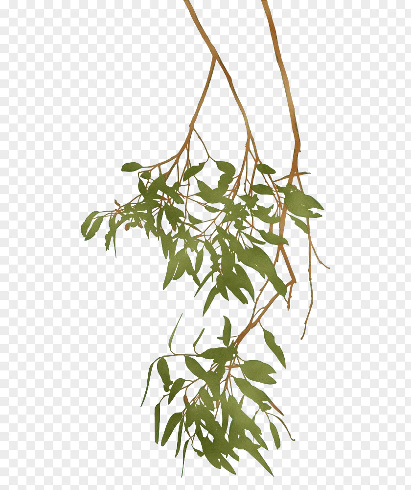 Twig Houseplant Plant Flower Leaf Tree Branch PNG